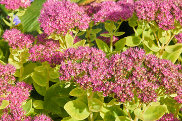 A lot of Pink flowers Plant Hylotelephium close-up