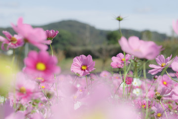 田舎のコスモス