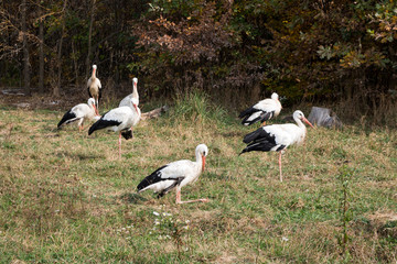 Storks at a wildlife rehabilitation center. Halych National Nature Park. Ukraine