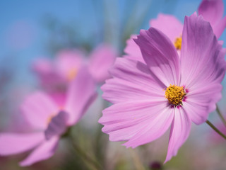 コスモスの花