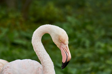 Pink flamingo on a background of green grass. Close-up