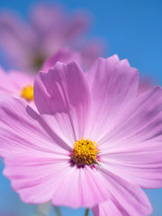 Fototapeta premium コスモスの花