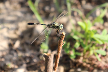 Fototapeta premium Close up Black Head dragonfly with white mark sitting on a dry plant in garden park outdoor