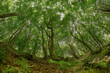 Obraz premium nella foresta 