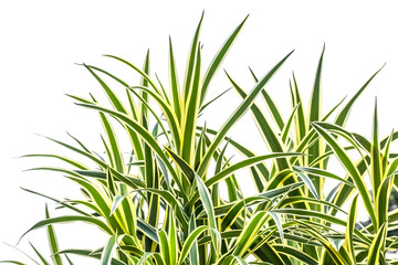 green grass isolated on white background, dracaena 