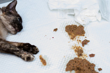 this is the reason why your cat should not eat anything before the surgery