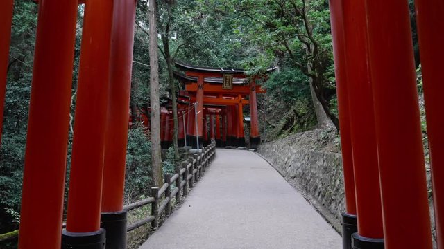 Thousands of red gates continues to the top of mountain