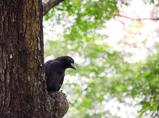 crow or raven on bokeh nature background, black bird