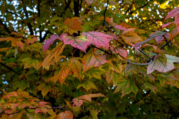 Leaves changing color at the start of the Fall