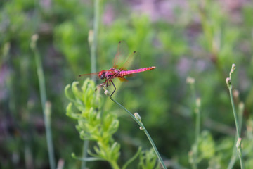 Red Dragonfly on green leaf of plant in garden small insect