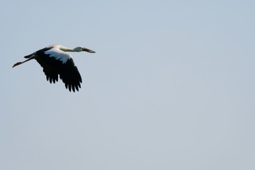 Openbill stork flying voer the rice field.