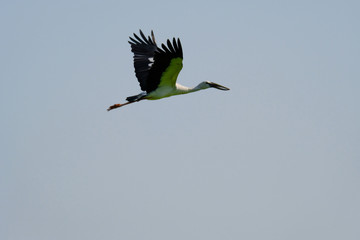 Openbill stork flying voer the rice field.