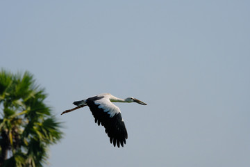 Openbill stork flying voer the rice field.