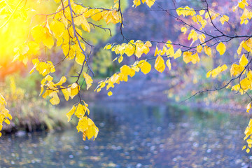 Birch branches with golden leaves on the background of the pond with copy space.