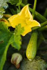 zucchini with leaves on white background