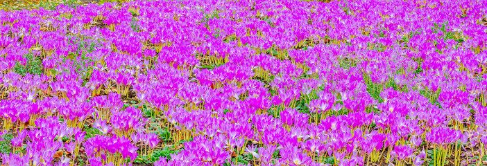 Meadow with purple colchicum autumnale or autumn crocus.  Autumn flowers on a sunny day close up.