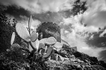 Kakteen an der Alcazaba in Almeria
