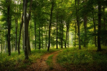 Trail across dreamy autumn forest