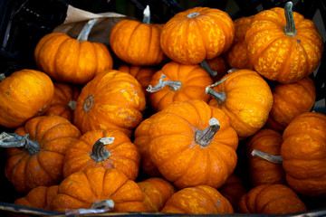 Pumpkins in the Fall season