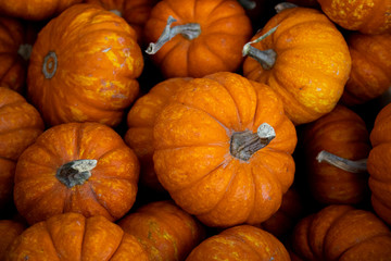 Pumpkins in the Fall season