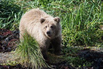 Kleiner,  ein Jahr alter, Grizzlybär mit hellem Fell - Hat eine Grizzlymutter Junge mit...