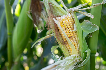 Broken corn cob growing on the plant.