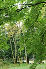 姫路城西御屋敷跡庭園「好古園」