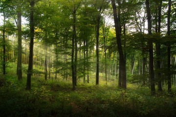 Dreamy autumn enchanted forest, fairy tale look