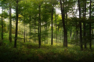 Fototapeta premium Dreamy autumn enchanted forest, fairy tale look