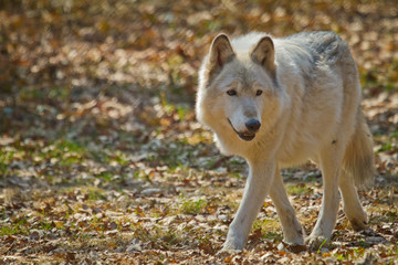 Polarwolf oder Weißwolf (Canis lupus arctos)