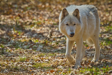 Polarwolf oder Weißwolf (Canis lupus arctos)