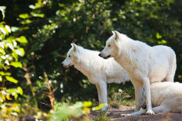 Obraz premium Wilk polarny lub biały wilk (Canis lupus arctos)