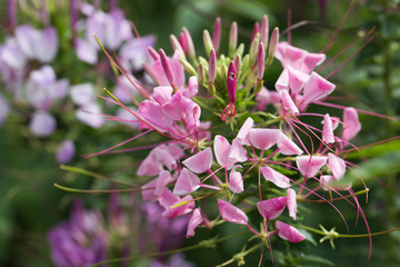 Purple flowers of cleome spinosa