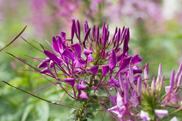 Purple flowers of cleome spinosa