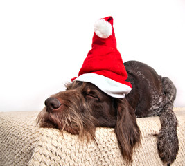 The dog breed German Wirehaired Pointer drathaar in Santa Claus cap sleeping on a soft rug