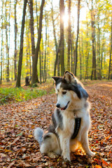 Husky als Haustier, Hund