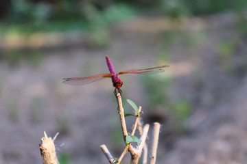Red Dragonfly on green leaf of plant in garden small insect