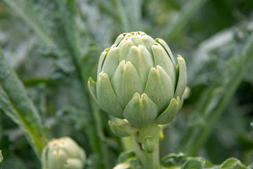 Single green artichokes in the field before harvest in France.