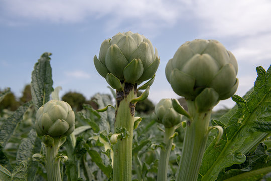 Close view on green artichokes in the field before harvest in France.