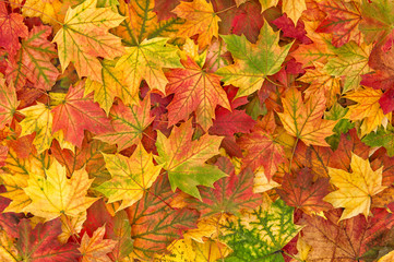 Naklejka na ściany i meble Autumn leaf fall Maple leaves background