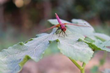 Red Dragonfly on green leaf of plant in garden small insect