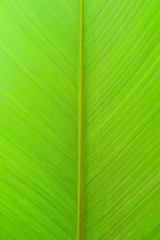 close-up green leaf texture use for background or image backdrop design.