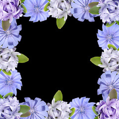 Beautiful floral background of hyacinth and chicory. Isolated