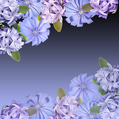 Beautiful floral background of hyacinth and chicory. Isolated