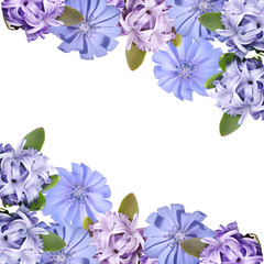 Beautiful floral background of hyacinth and chicory. Isolated