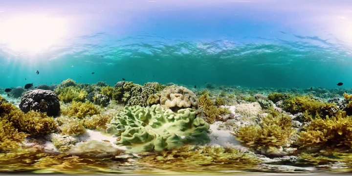 Tropical fishes and coral reef at diving. Underwater world with corals and tropical fishes. Camiguin, Philippines.