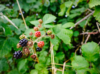 Ripe raspberries seen on a wild bush in a nature reserve.