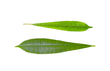Fototapeta na wymiar Plumeria leaf isolated on white background,Green leaves pattern,Front view