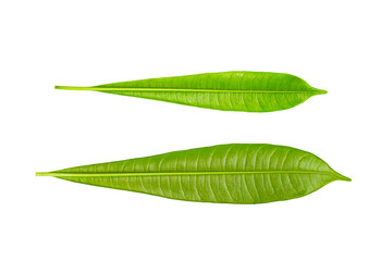 Plumeria leaf isolated on white background,Green leaves pattern,back view