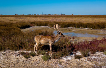 top view of deers on the lakeshore, sika deers in the autumn steppe, Herd of deer in autumn steppe aerial, aerial view of deers in the wild